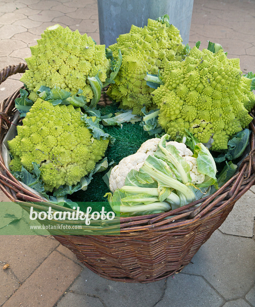 544058 - Chou-fleurs (Brassica oleracea var. botrytis 'Romanesco')