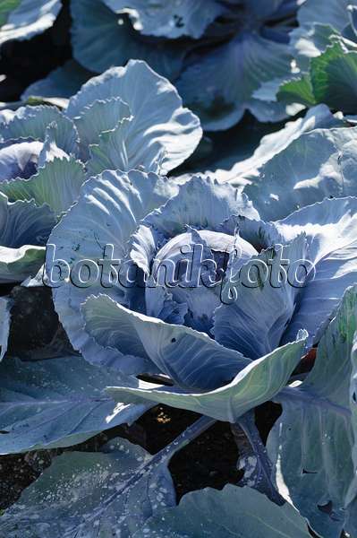 475077 - Chou rouge (Brassica oleracea var. capitata f. rubra)