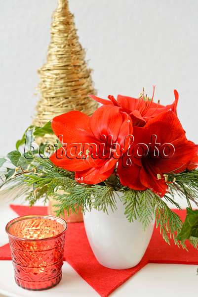 570137 - Christmas decoration with amaryllis (Hippeastrum)