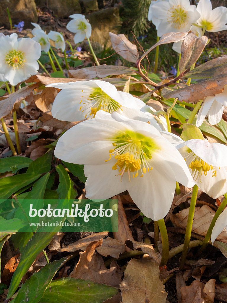 400007 - Christmas rose (Helleborus niger)