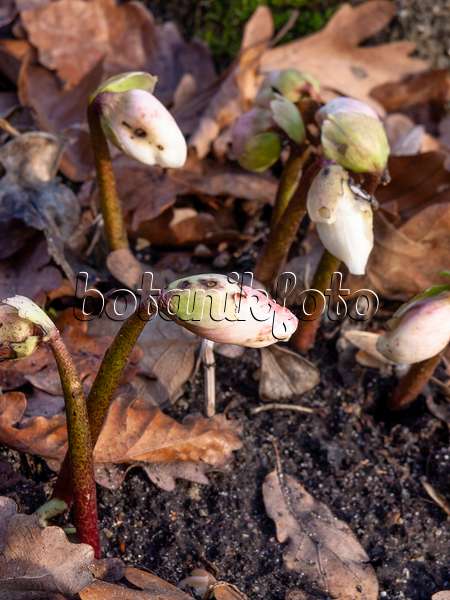 445019 - Christmas rose (Helleborus niger)