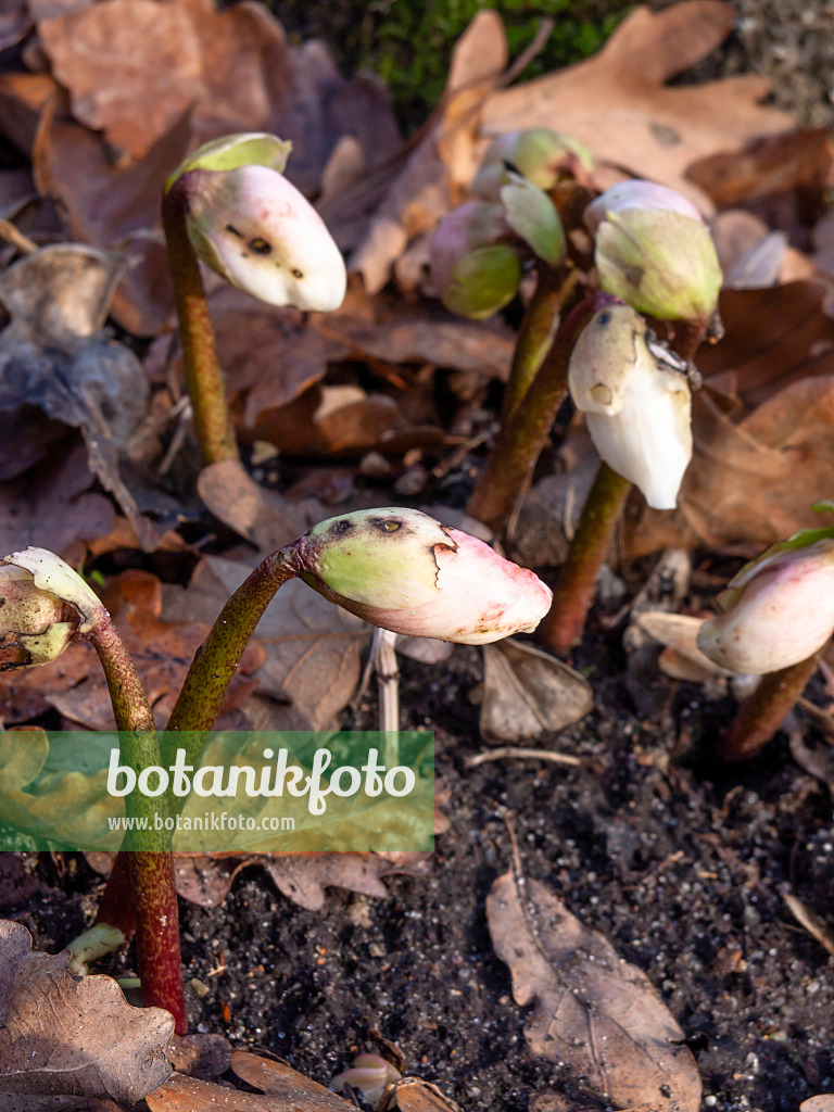 445019 - Christmas rose (Helleborus niger)