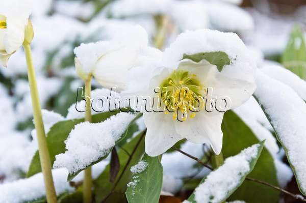 517039 - Christmas rose (Helleborus niger)