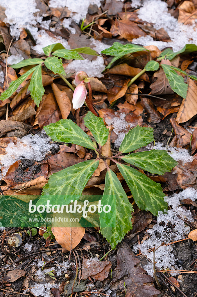 517062 - Christmas rose (Helleborus niger)