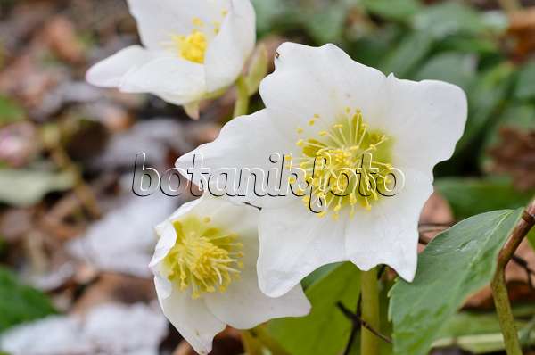 517064 - Christmas rose (Helleborus niger)