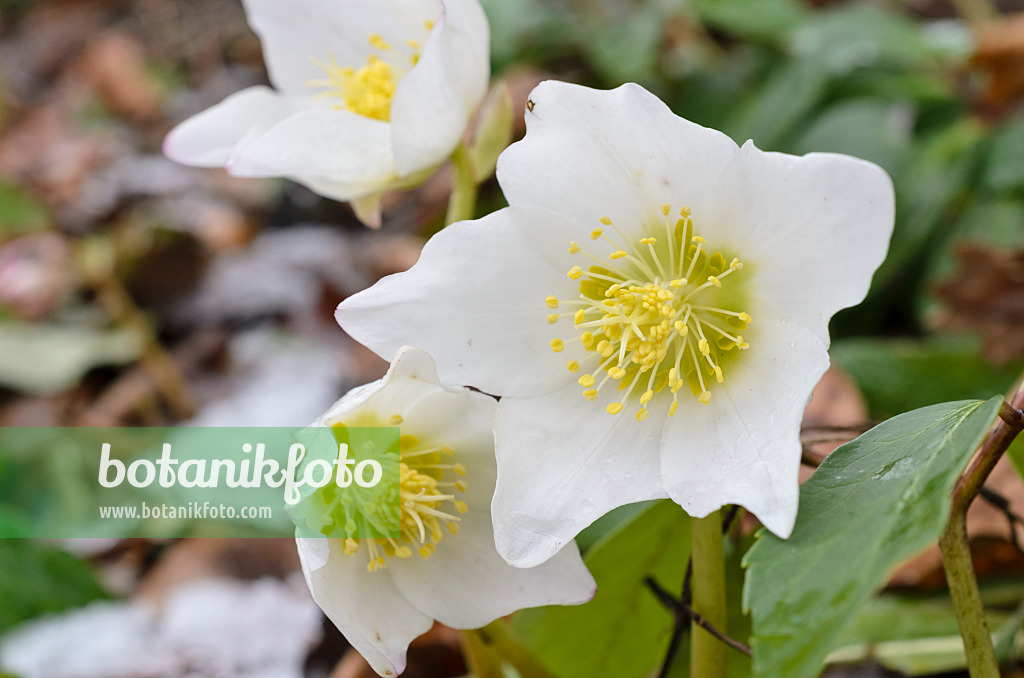 517064 - Christmas rose (Helleborus niger)