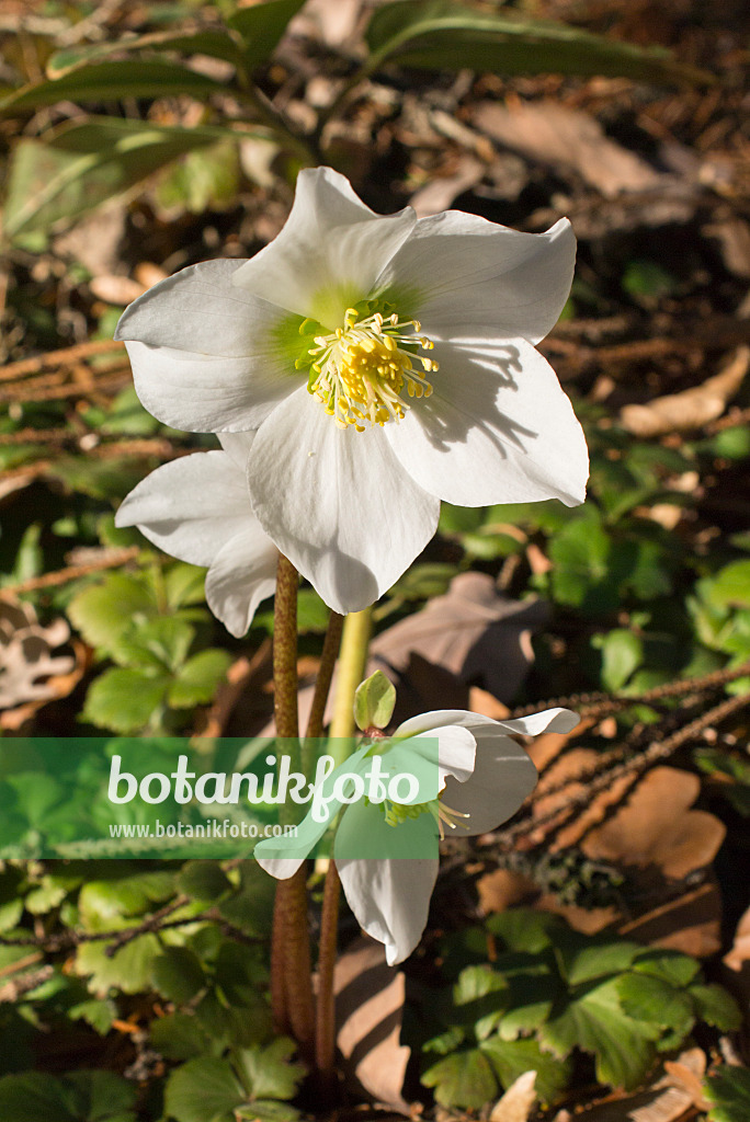 553005 - Christmas rose (Helleborus niger)