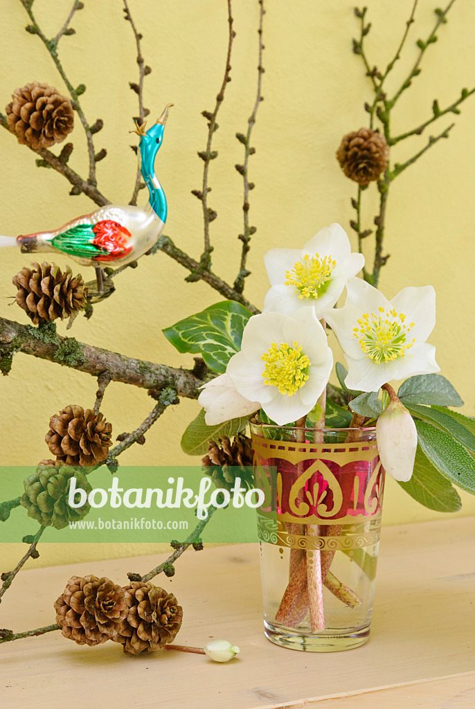 525467 - Christmas rose (Helleborus niger) and European larch (Larix decidua) in a vase