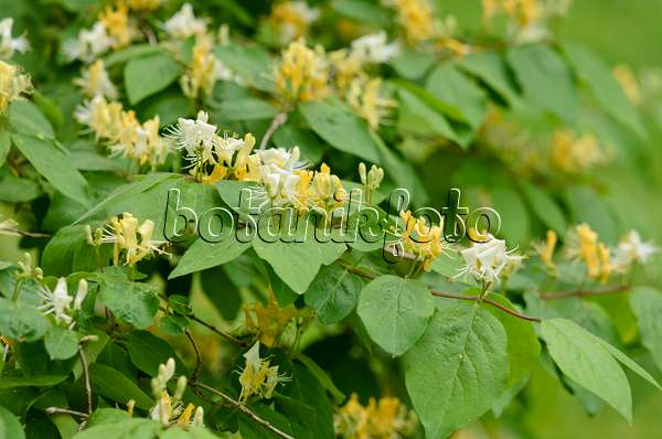 520126 - Chrysantha honeysuckle (Lonicera chrysantha)