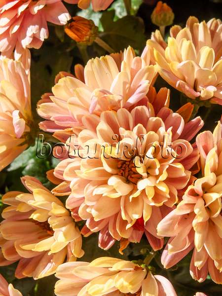 431056 - Chrysanthème (Chrysanthemum)