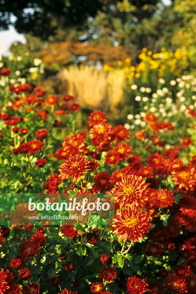 383072 - Chrysanthème d'Inde (Chrysanthemum indicum 'Bronzeteppich')