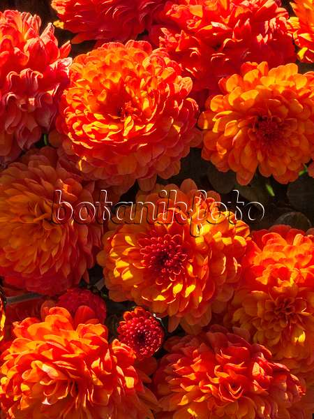 406024 - Chrysanthème d'Inde (Chrysanthemum indicum 'Dreamstar Balios')