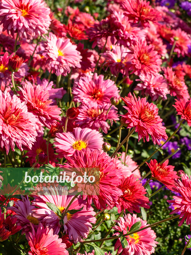 429142 - Chrysanthème d'Inde (Chrysanthemum indicum 'Cinderella')