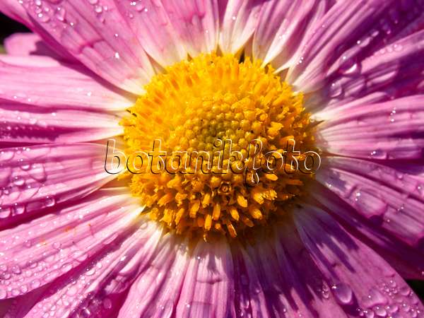431069 - Chrysanthème d'Inde (Chrysanthemum indicum 'Karminriese')