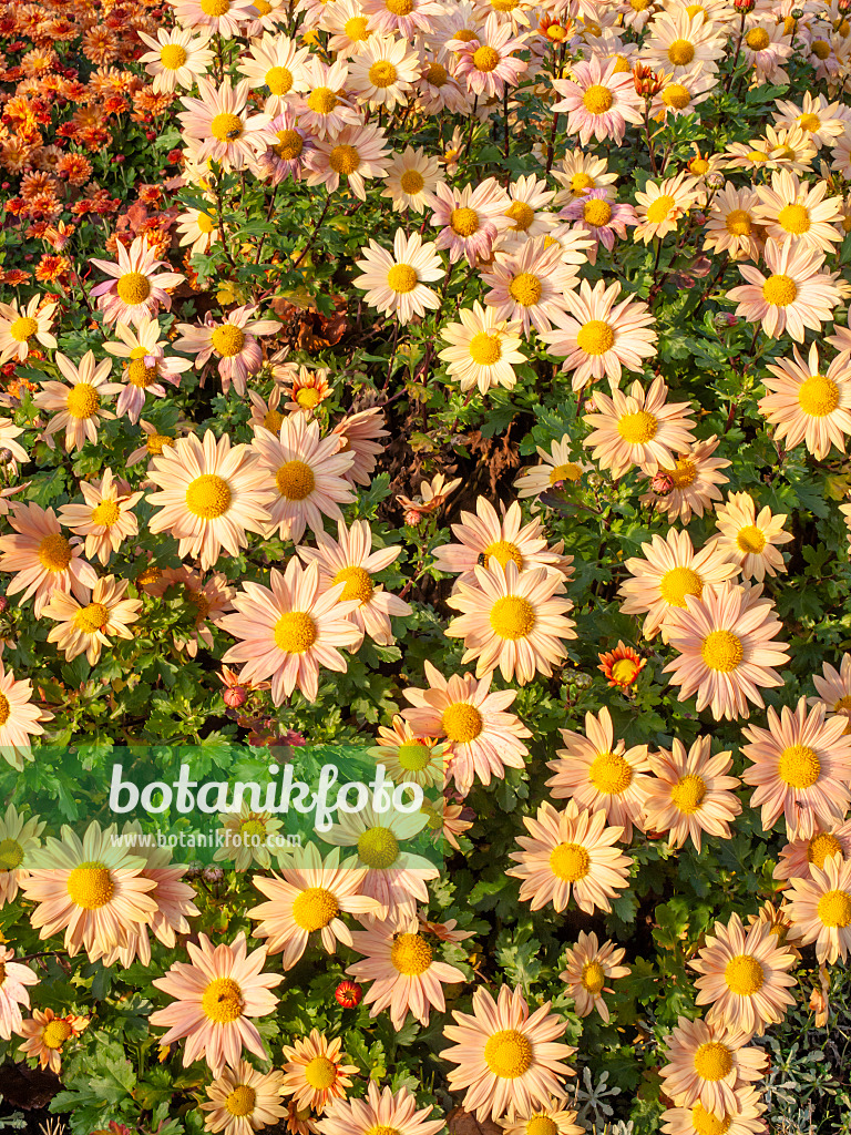 466004 - Chrysanthème d'Inde (Chrysanthemum indicum 'Isabellarosa')