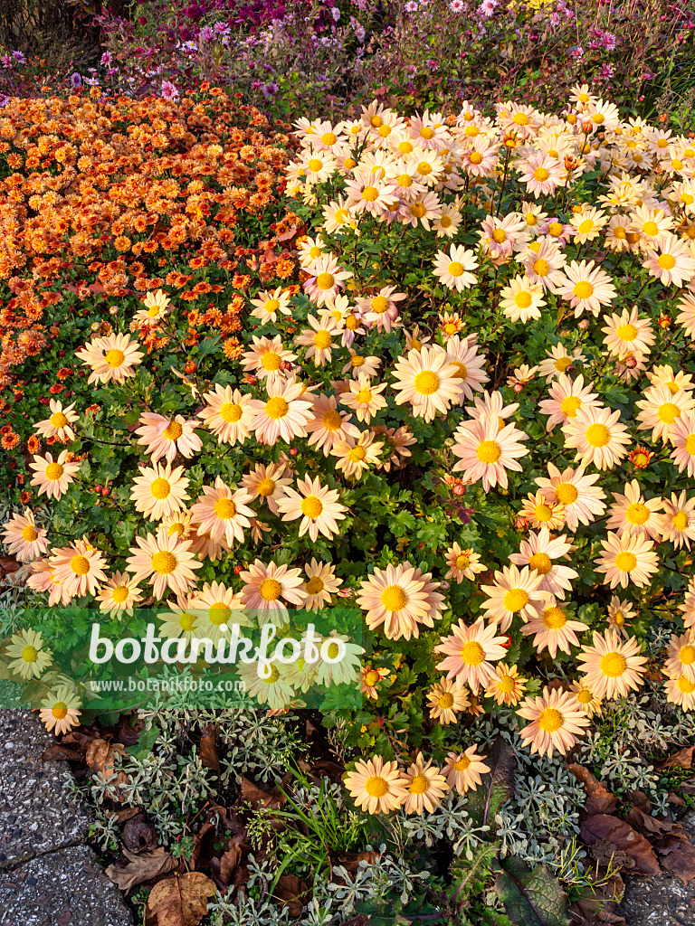 466005 - Chrysanthème d'Inde (Chrysanthemum indicum 'Isabellarosa')