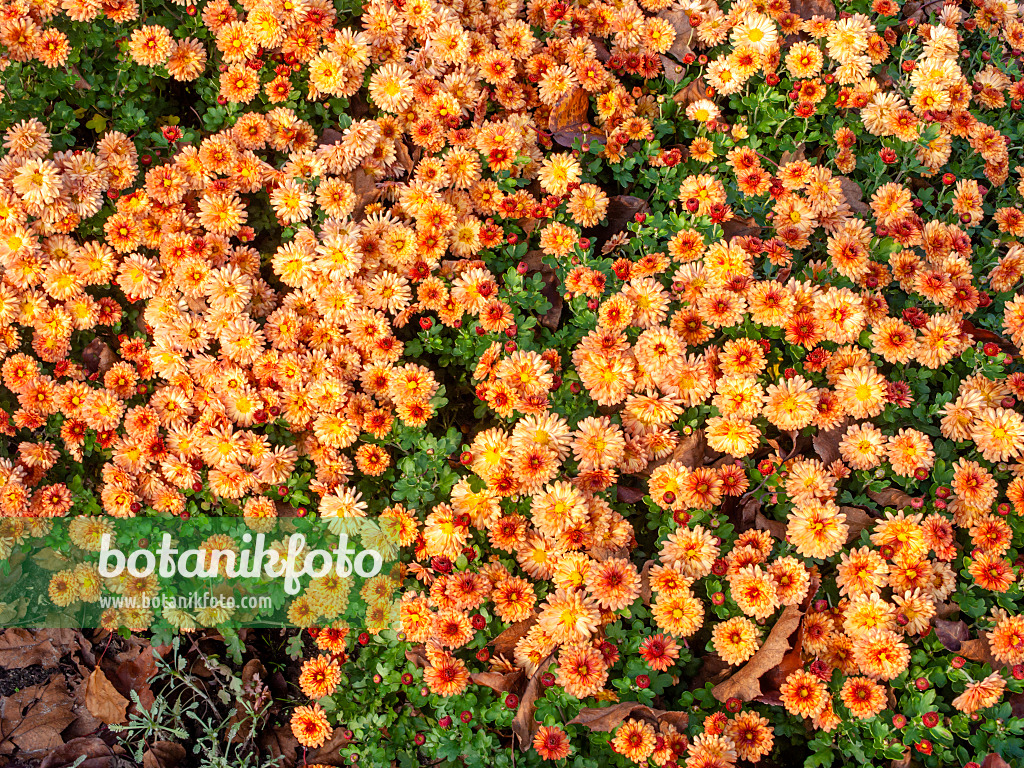 466008 - Chrysanthème d'Inde (Chrysanthemum indicum 'Herbstbrokat')