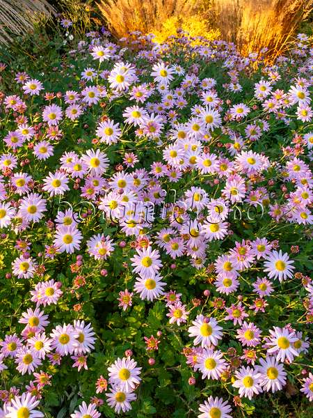 431034 - Chrysanthème d'Inde (Chrysanthemum indicum 'L'Innocence')