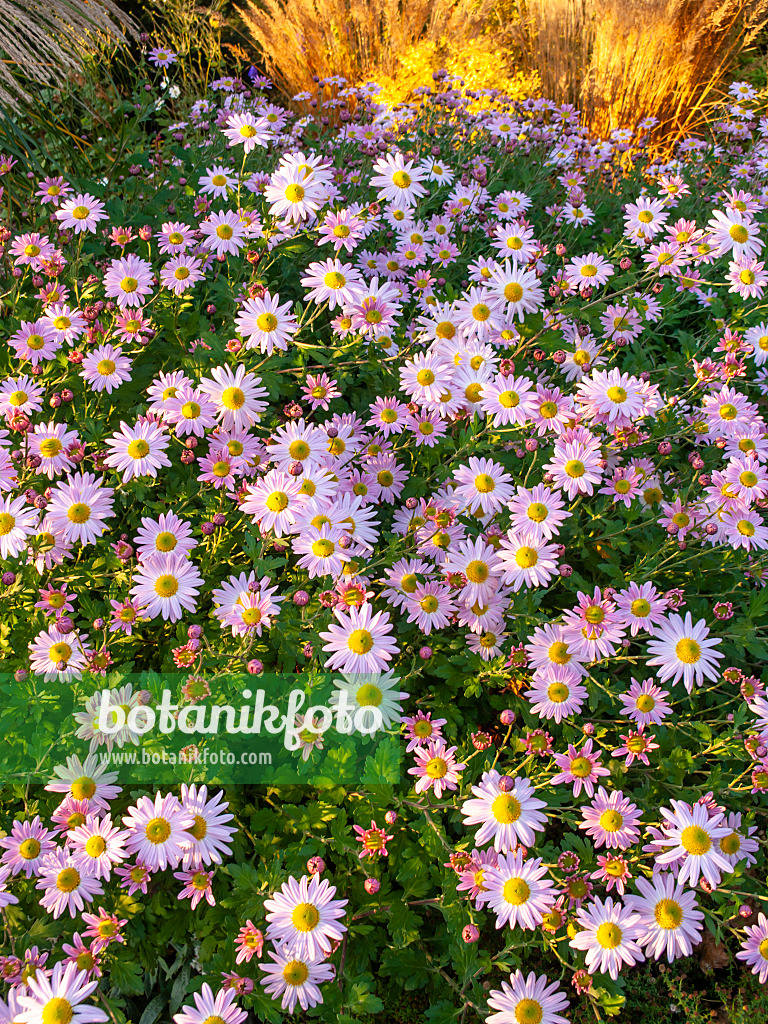 431034 - Chrysanthème d'Inde (Chrysanthemum indicum 'L'Innocence')