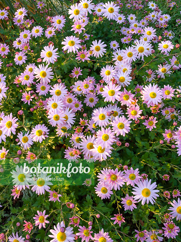 431035 - Chrysanthème d'Inde (Chrysanthemum indicum 'L'Innocence')