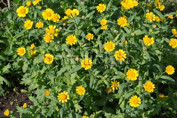 573114 - Chrysanthème des moissons (Glebionis segetum syn. Chrysanthemum segetum)