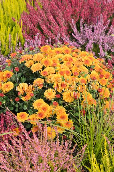 536139 - Chrysanthemum (Chrysanthemum) and common heather (Calluna vulgaris)