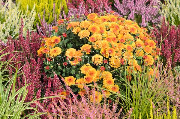 536140 - Chrysanthemum (Chrysanthemum) and common heather (Calluna vulgaris)