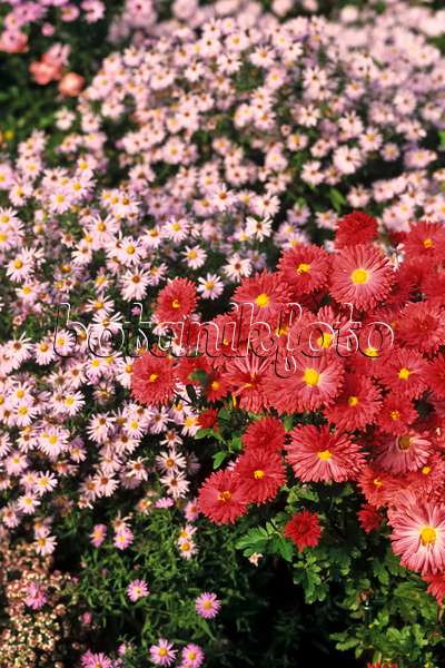383047 - Chrysanthemum (Chrysanthemum indicum 'Cinderella')