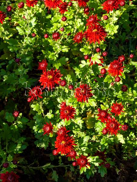 431049 - Chrysanthemum (Chrysanthemum indicum 'Fellbacher Wein')