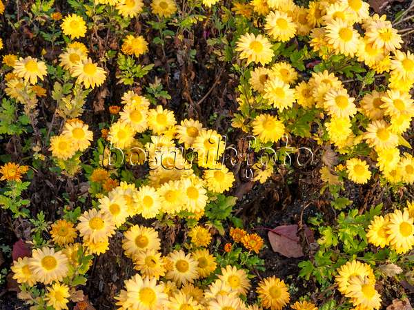 466002 - Chrysanthemum (Chrysanthemum indicum 'Goldmarianne')