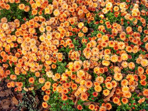 466008 - Chrysanthemum (Chrysanthemum indicum 'Herbstbrokat')