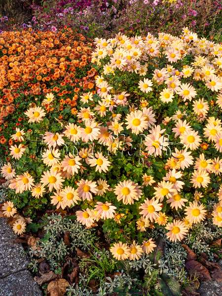 466005 - Chrysanthemum (Chrysanthemum indicum 'Isabellarosa')