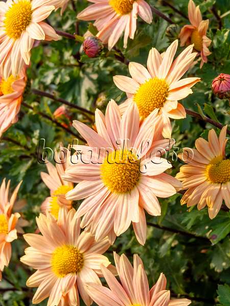 466007 - Chrysanthemum (Chrysanthemum indicum 'Isabellarosa')
