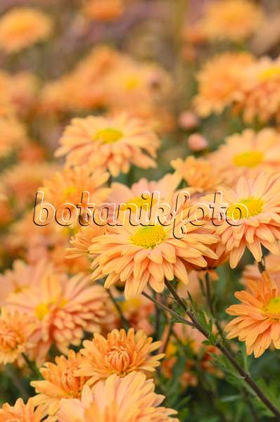 525301 - Chrysanthemum (Chrysanthemum indicum 'Kleiner Bernstein')