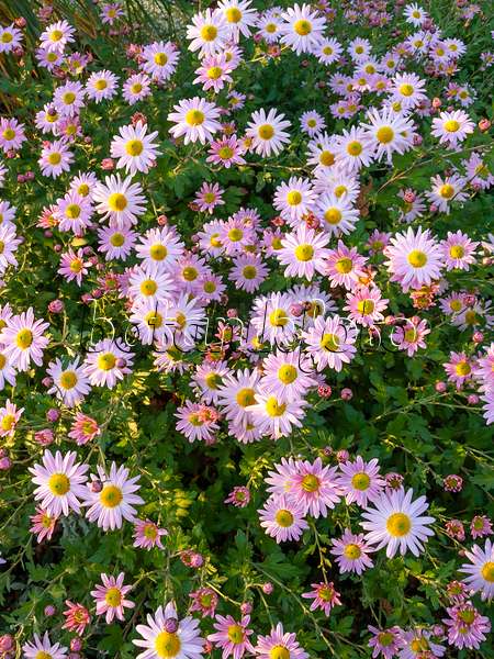 431035 - Chrysanthemum (Chrysanthemum indicum 'L'Innocence')