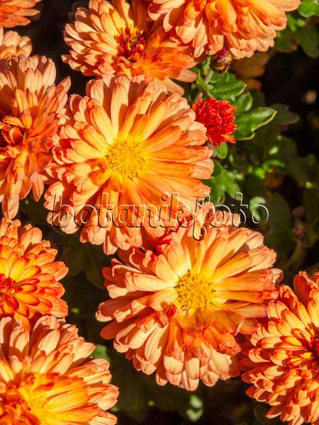 431064 - Chrysanthemum (Chrysanthemum indicum 'Rehauge')