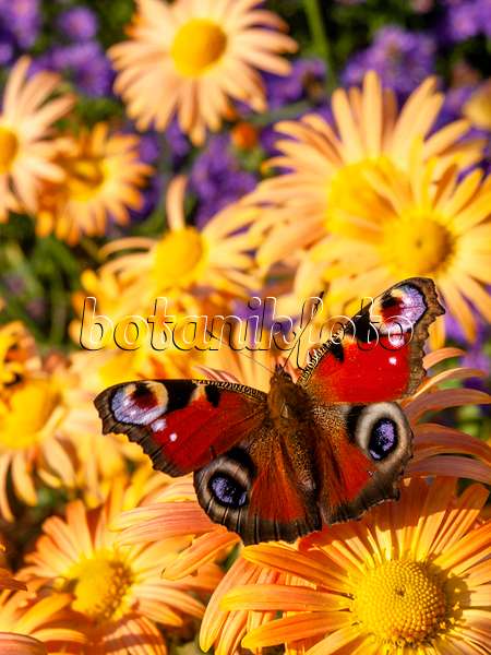 430125 - Chrysanthemum (Chrysanthemum rubellum 'Mary Stoker') and peacock butterfly (Inachis io)
