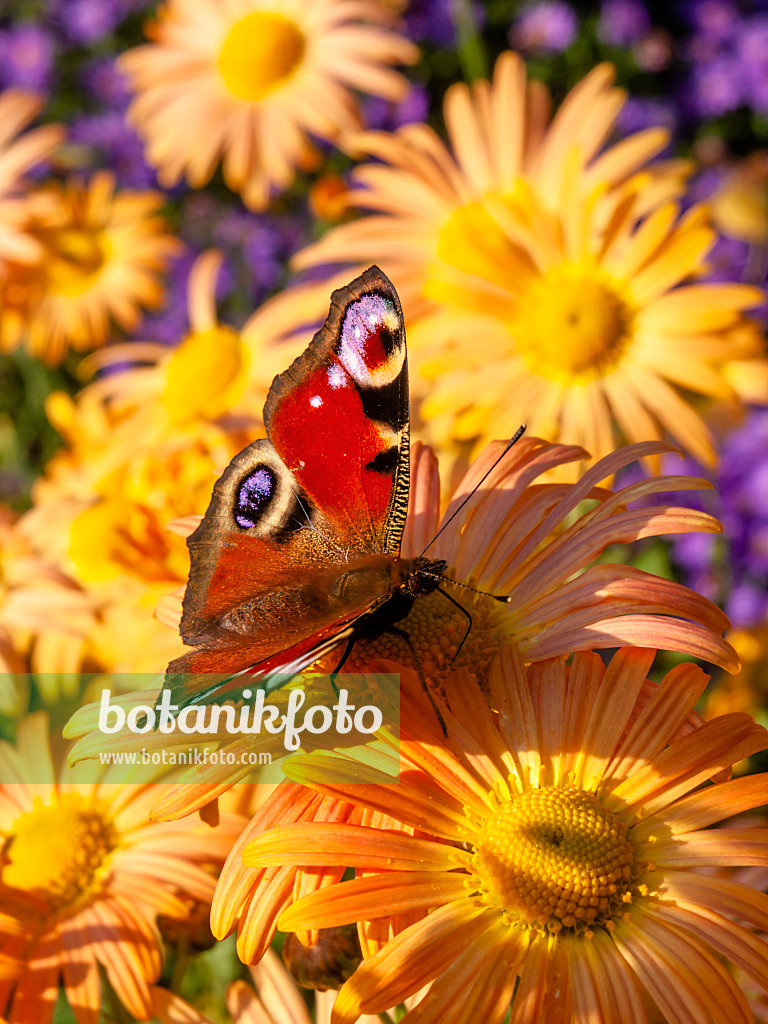 430126 - Chrysanthemum (Chrysanthemum rubellum 'Mary Stoker') and peacock butterfly (Inachis io)