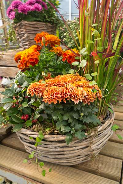 536204 - Chrysanthemums (Chrysanthemum), marigolds (Tagetes) and Japanese blood grass (Imperata cylindrica 'Red Baron' syn. Imperata cylindrica 'Rubra')