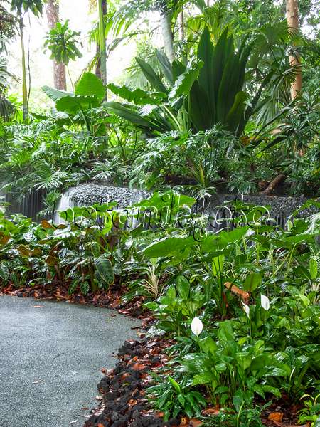 411138 - Chute d'eau dans un jardin tropical