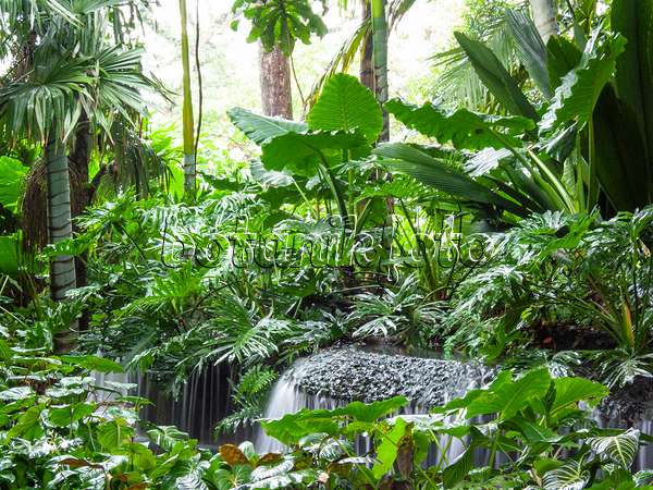411139 - Chute d'eau dans un jardin tropical