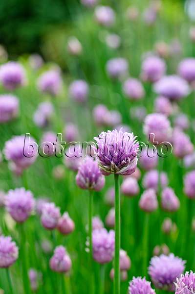 484265 - Ciboulette (Allium schoenoprasum)