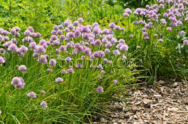 496393 - Ciboulette (Allium schoenoprasum)