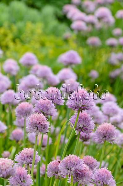 496395 - Ciboulette (Allium schoenoprasum)