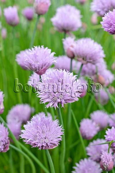 508114 - Ciboulette (Allium schoenoprasum)