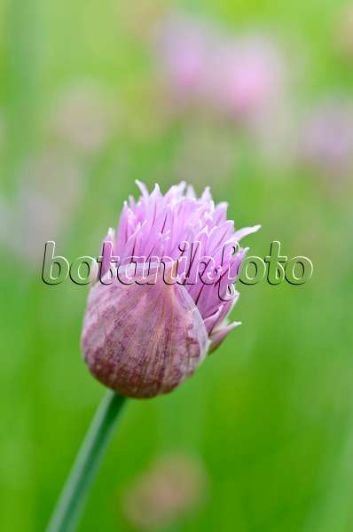 508115 - Ciboulette (Allium schoenoprasum)