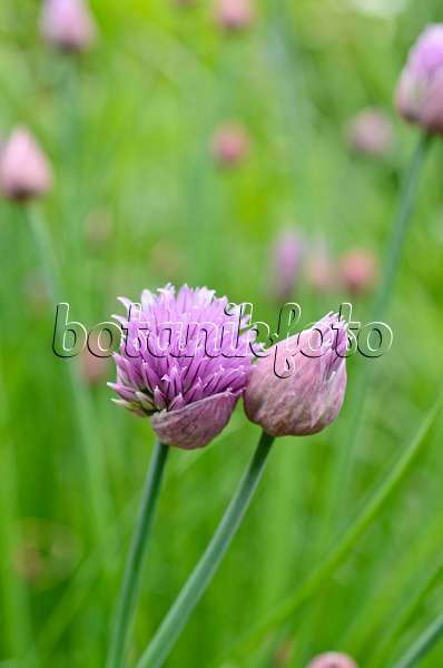 508116 - Ciboulette (Allium schoenoprasum)