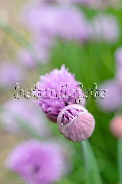 508117 - Ciboulette (Allium schoenoprasum)