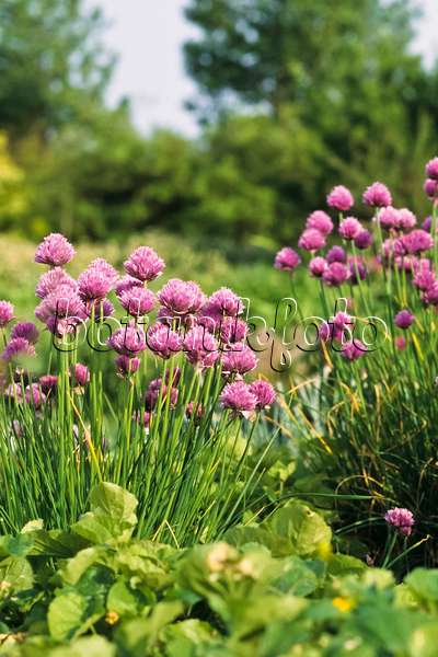 390152 - Ciboulette (Allium schoenoprasum 'Forescate')