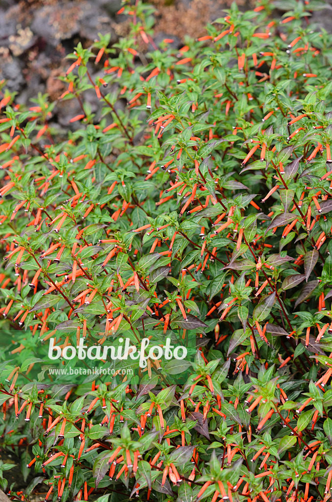 549057 - Cigar plant (Cuphea ignea)